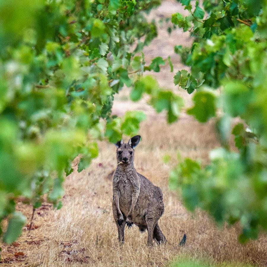 Triple Creek Guest House - Barossa Region Seppeltsfield エクステリア 写真